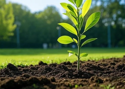 上海首提大型生态空间单位，，，，，，，，2035年妄想林地面积147万亩