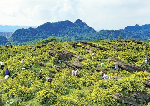 重庆秀山：一朵山银花，，，，，，，绽放19亿元综合产值