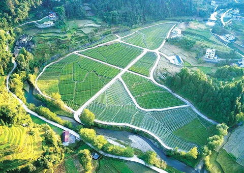 重庆用地用林项目合并审批省时90天